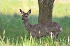<p>SRNEC OBECNÝ (Capreolus capreolus) Šluknovsko - Jiříkov /European roe deer - Reh/</p>